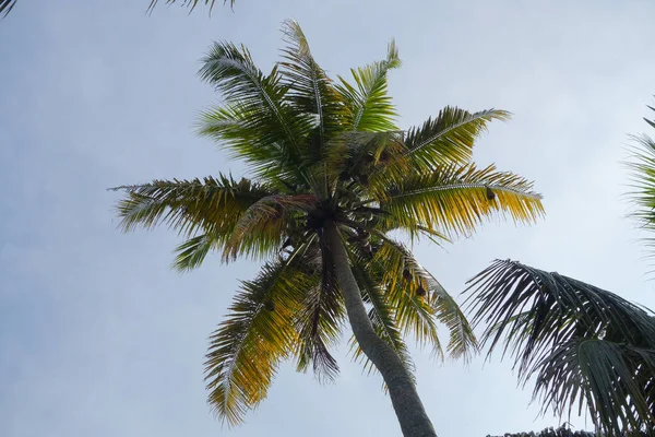 Palmboom Wetenschappelijke Classificatie Arecaceae Boven Blauwe Lucht — Stockfoto