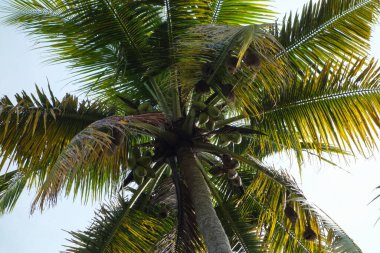 Mavi gökyüzü üzerinde palmiye ağacı (bilimsel sınıflandırma Arecaceae)