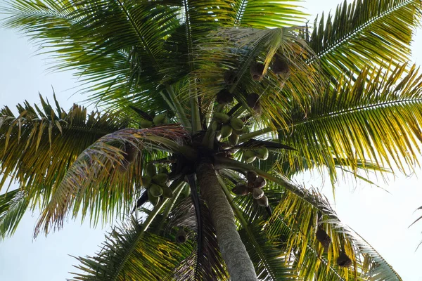 Palmboom Wetenschappelijke Classificatie Arecaceae Boven Blauwe Lucht — Stockfoto