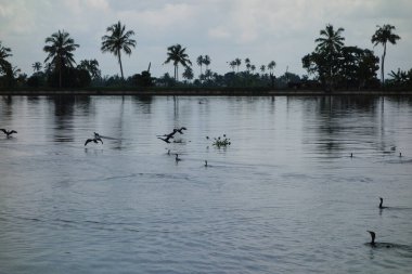 Hindistan, Kerala 'daki tuzlu su gölleri, göller, kanallar ve nehirlerden oluşan durgun bir ağ.