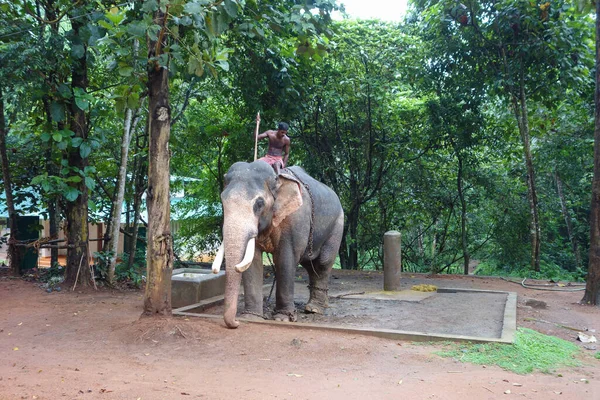 Керала Индия Circa October 2017 Слоны Зоопарке Абхаяраньям — стоковое фото