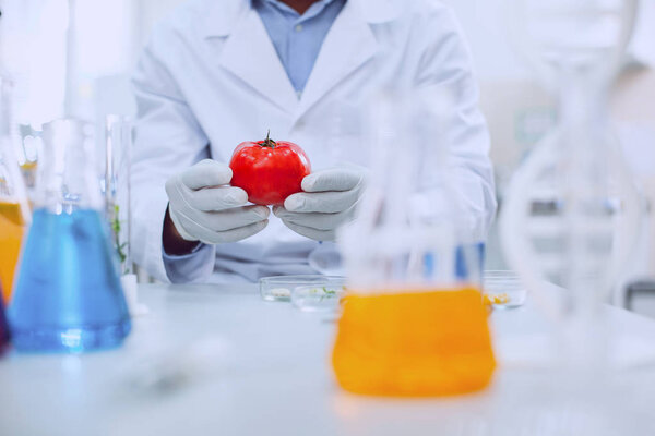 Experienced knowledgeable scientist testing tomatoes