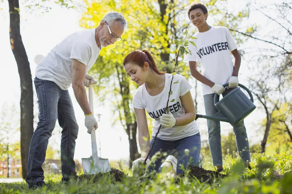 Entusiastas tres voluntarios vierten en el árbol —  Fotos de Stock