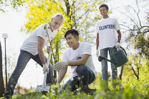 Drei Freiwillige stellen Baum auf — Stockfoto
