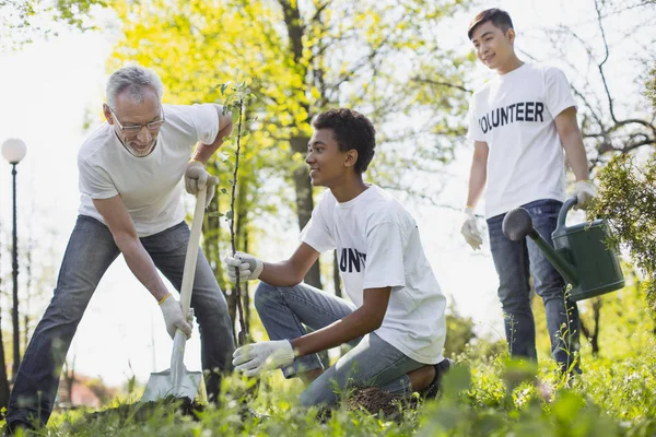 Jovial tres voluntarios pegando árbol —  Fotos de Stock