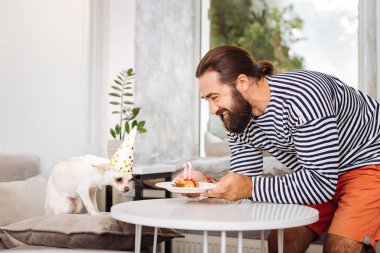 Sakallı adam köpek için Doğum günü pastası ile küçük tabak getiren Bakımı