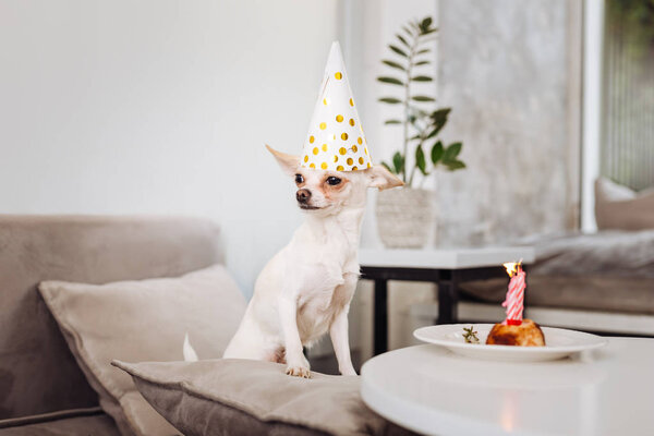 Funny little dog standing near the table with birthday cake