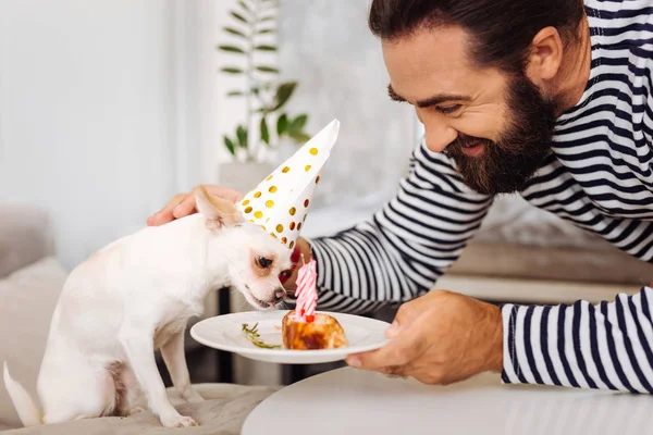 Little cute dog tasting his nice sweet birthday cake — Stock Photo, Image