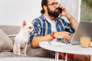 Küçük sevimli beyaz köpek sahibini evden çalışan yakın oturan