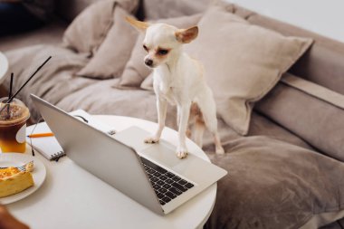 Masanın üzerinde duran dizüstü dokunmadan küçük beyaz köpek