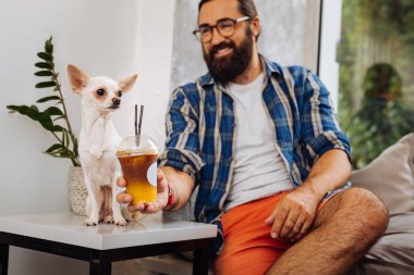 Biraz buz kahve komik sevimli köpeği için veren bakım sahibi