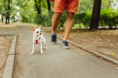 Küçük köpek yürüyüş parlak kırmızı şort giyen adam