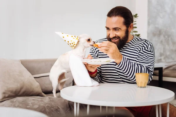 Cute white dog biting little piece of sweet dessert