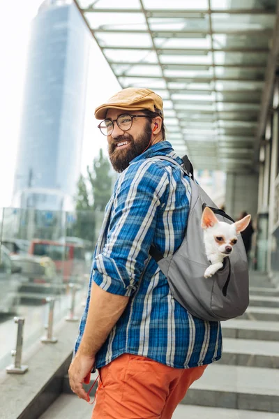 Bearded businessman going to work with dog in backpack