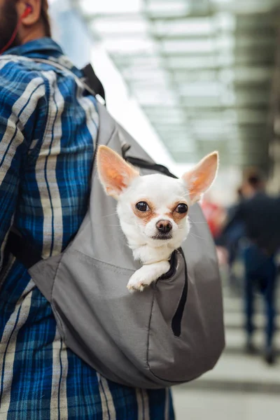 Dark-eyed little white dog sitting in backpack of his owner
