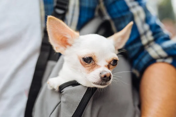 Cute funny little dog sitting in light grey backpack