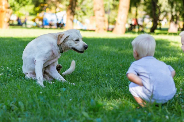 Menino passando um dia com um cachorro lá fora — Fotografia de Stock