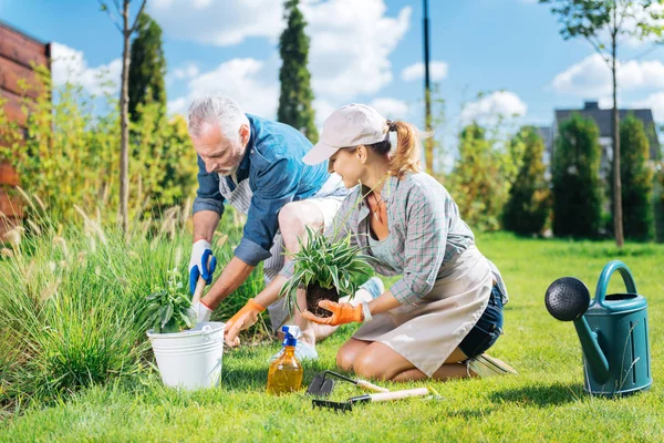 Helpful mature man joining her beautiful wife while grubbing the weeds up — Stock Photo, Image