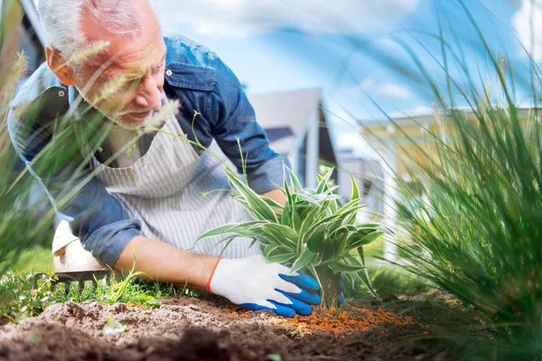 Jardineiro de cabelos grisalhos que usa luvas brancas enriquecendo o solo perto da planta — Fotografia de Stock