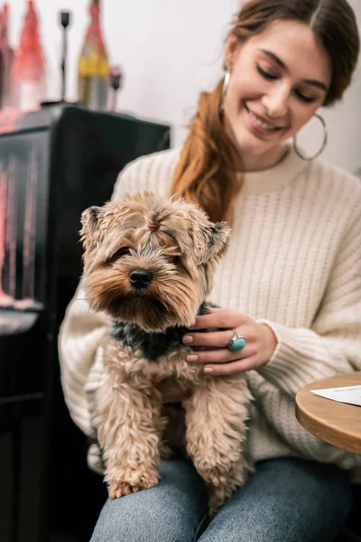 Liten hund sitter i händerna på sin älskarinna — Stockfoto