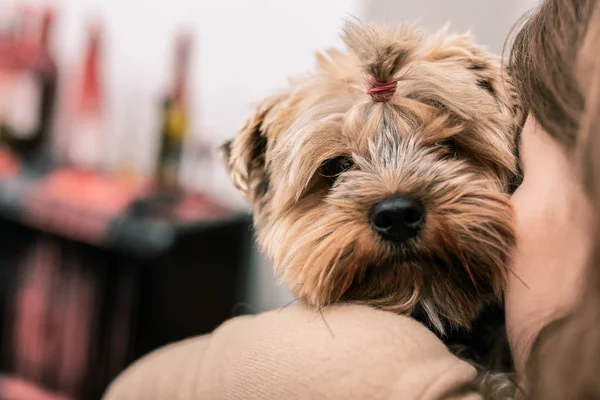 Terrier mit lustiger Frisur schaut Frauchen an — Stockfoto