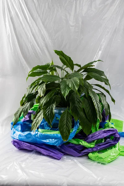 Lush and green house plant standing in a pot in the middle of plastic — Stock Photo, Image