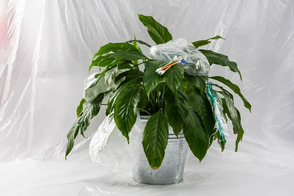 Good-looking environmental-friendly green bush staying in metal pot — Stock Photo, Image