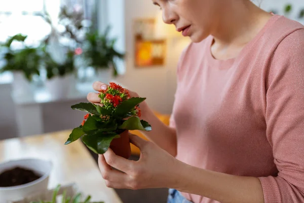 Vrouw liefdevolle plant met weinig bloempot met rode bloemen — Stockfoto