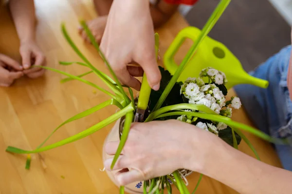 Handen met behulp van tuingereedschap terwijl het verzorgen van groene plant — Stockfoto