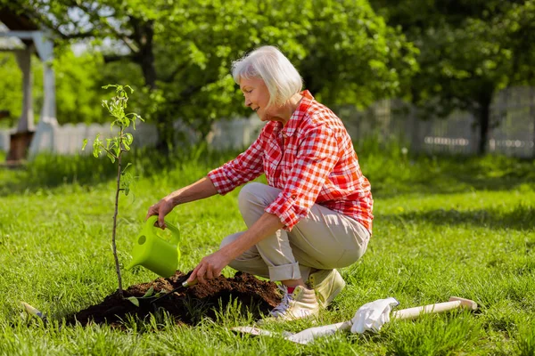Mujer jubilada regando pequeño árbol cerca de casa de campo — Foto de Stock