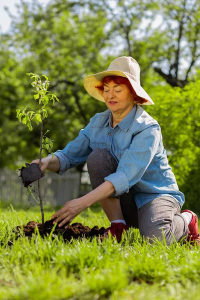 小さな木の近くで地面を掘りながら驚くべき感じの女性 — ストック写真