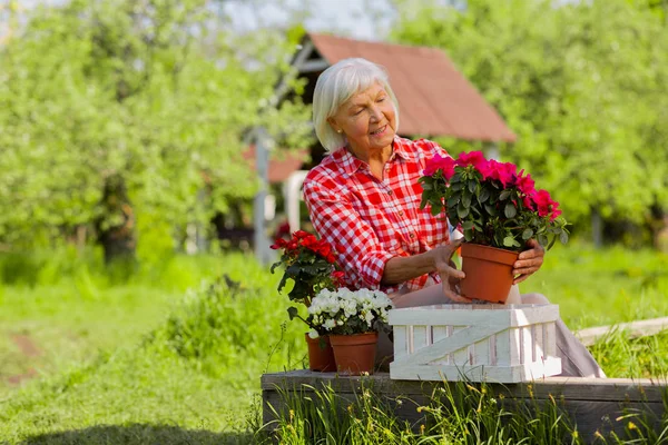 Mujer de pelo gris sonriendo mientras sostiene la olla con flores rosadas — Foto de Stock