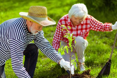 Gri saçlı koca, karısının evin yakınına ağaç dikmesine yardım ediyor.