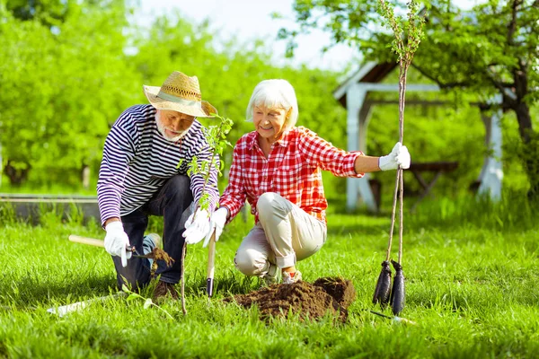 Esposo ayudando a su esposa con la excavación de terreno antes de plantar árboles — Foto de Stock