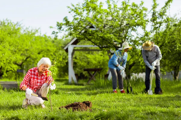 Tre pensionati che amano la natura piantare alberi in giardino — Foto Stock