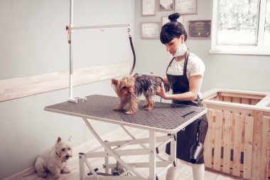 Damat salonunda üniformalı tıraş köpeği giyen kadın