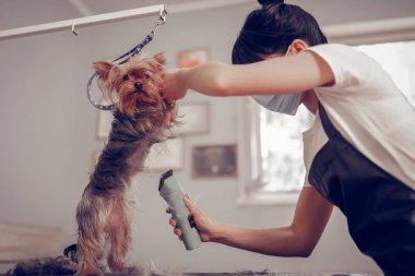 Köpek tımar ederken elektrikli tıraş edici kullanarak üniforma giyen kadın