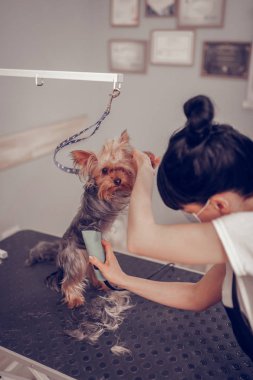 Elektrikli tıraş kullanarak kadın bakım küçük sevimli köpek