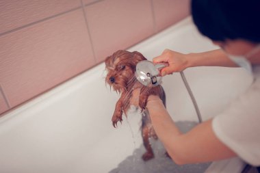 Tıraş tan sonra kadın onu yıkarken köpek korkmuş hissediyor