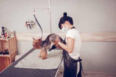 Woman wearing apron using blow dryer while drying dog clipart