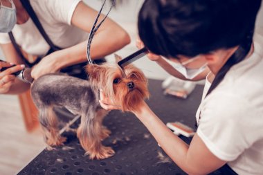 Damat salonunda kadın petting ve tıraş köpek