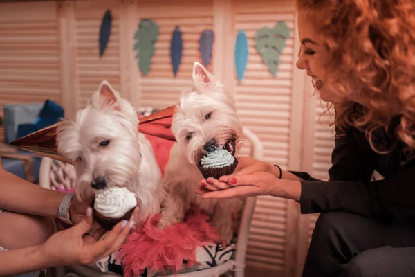 Asszonyok szerető kutyák nagyon giving őket némely édes cupcakes — Stock Fotó