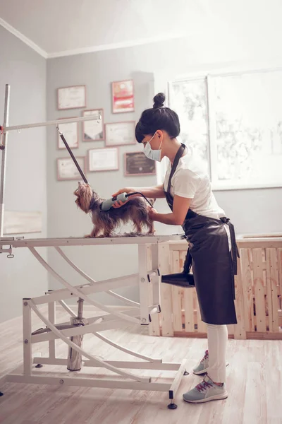 Dunkelhaarige Arbeiterin trägt schwarze Schürze beim Rasieren des Hundes — Stockfoto
