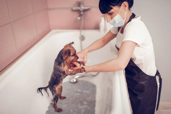 Dark-haired woman washing dog in bathtub after shaving — Stock Photo, Image