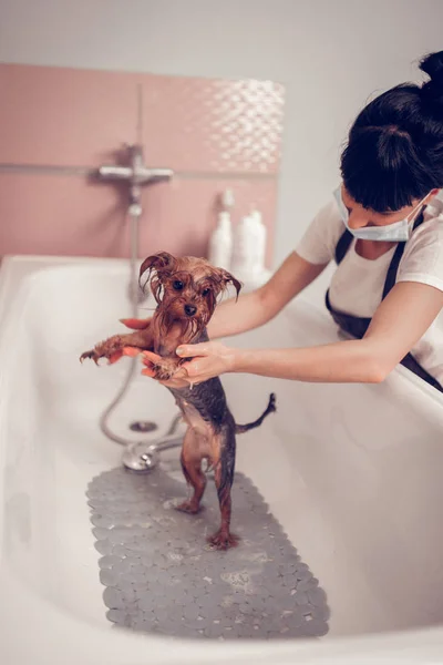 Mörkhårig kvinna tittar på söt liten hund efter tvättning — Stockfoto