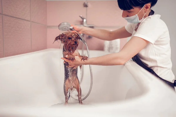 Ženská myje roztomilej pejsek po holení v kadeřnictví — Stock fotografie