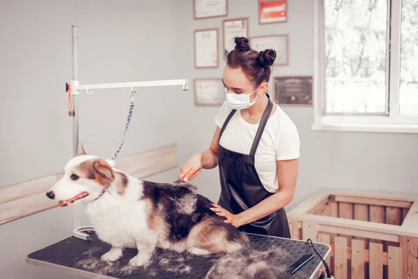 Mörkhårig kvinna med två hår bullar grooming hund — Stockfoto