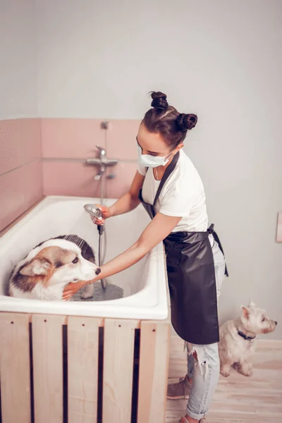 Dark-haired worker of grooming salon washing dog in bathtub