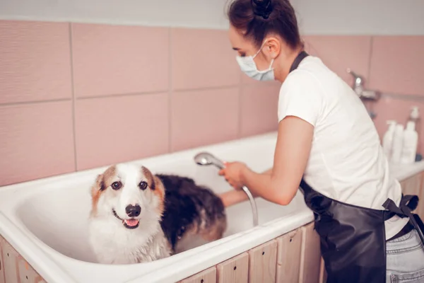 Dog opening mouth while worker of grooming salon washing him