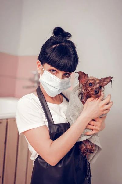 Mulher segurando cão bonito em toalha após a preparação e lavagem — Fotografia de Stock